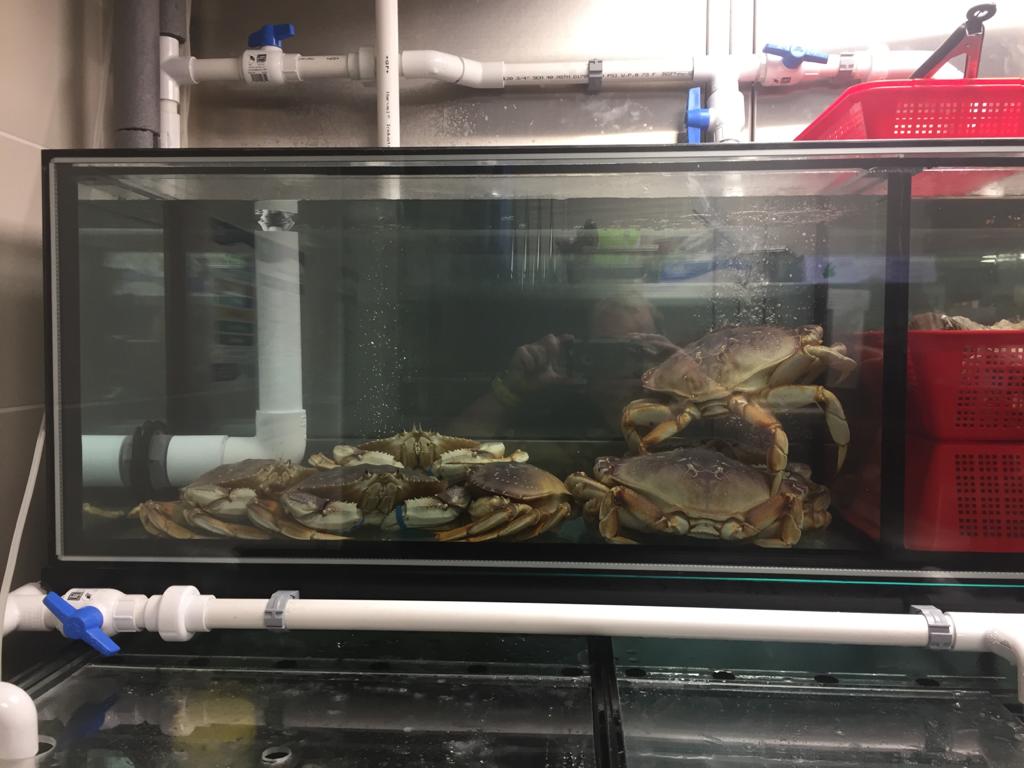 Seafood Holding Tanks