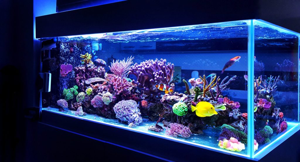Marine and Reef Aquarium Design