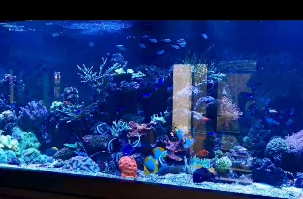 5000 litre mixed reef aquarium